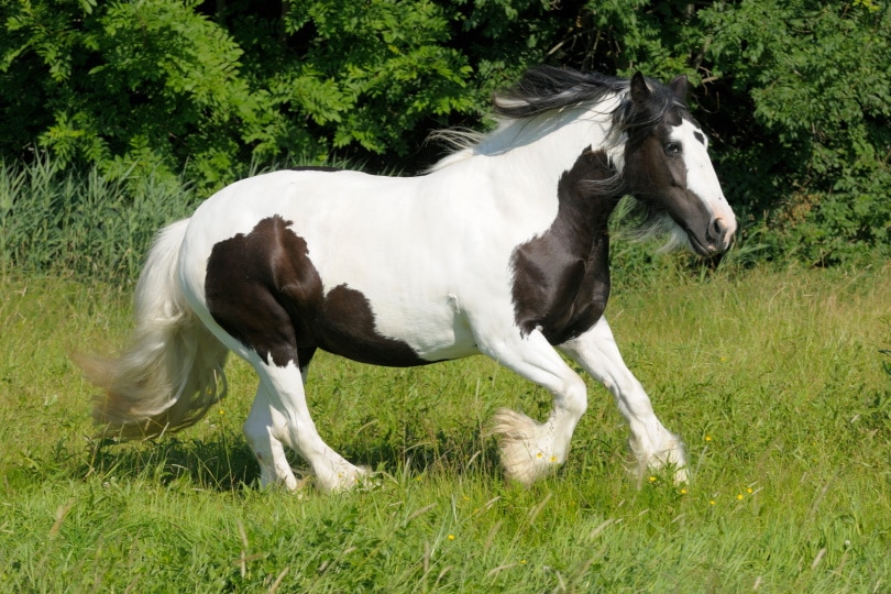 pinto horse_Bildagentur Zoonar GmbH_Shutterstock