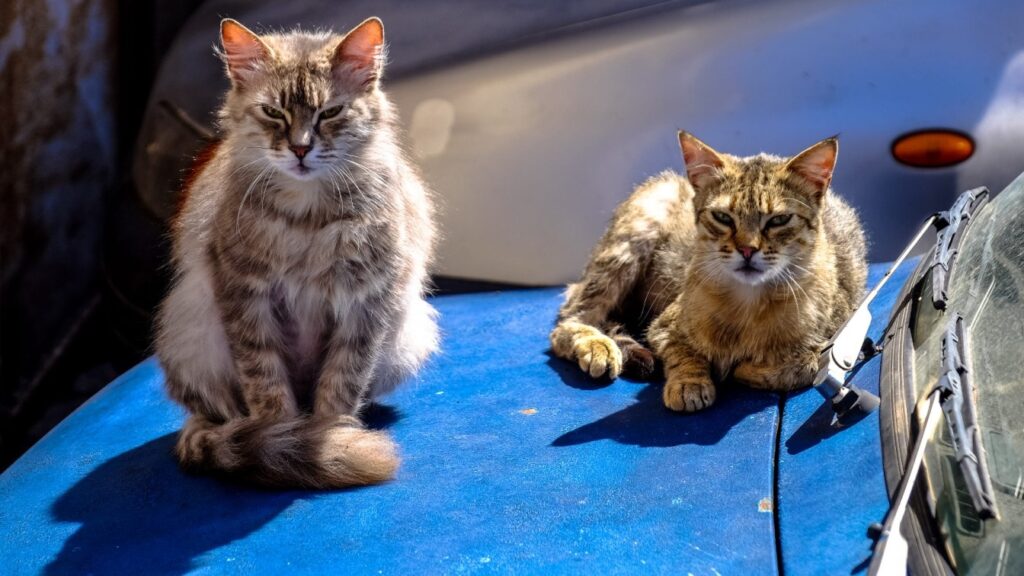 How to Keep Cats Off Your Car 6 Proven Methods PangoVet