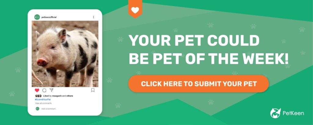 submit a pet pk farm