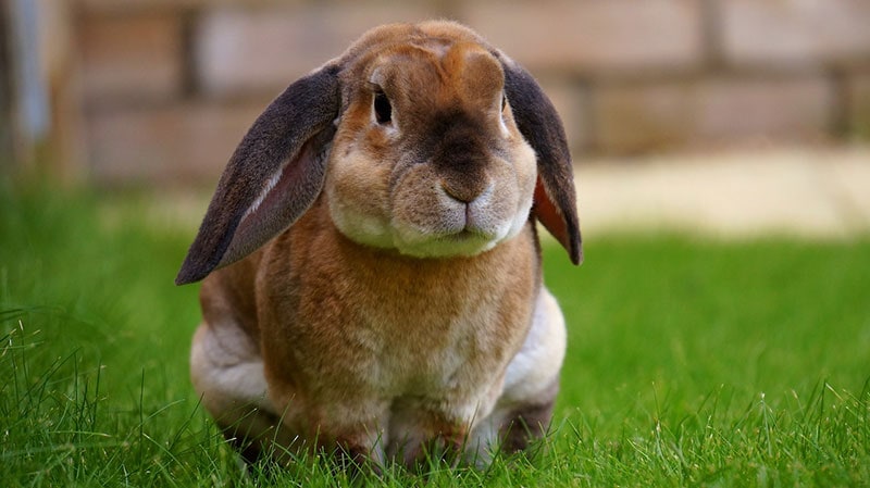 Mini plush lop rabbit best sale