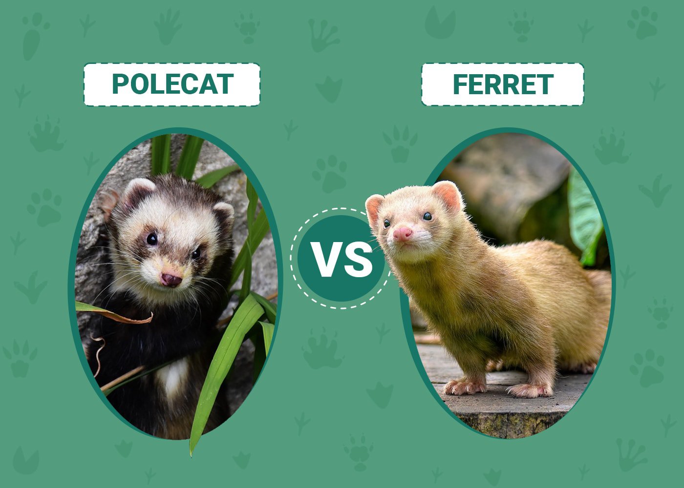 Polecat vs. Ferret What's the Difference? (With Pictures) PangoVet