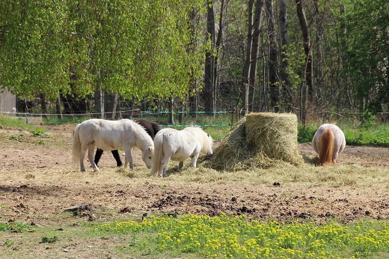 How Much Does a Bale of Hay Cost for Horses? (2024 Price Guide) PangoVet