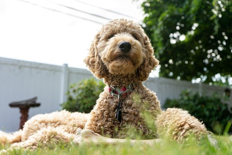 poodle-lying-on-grass