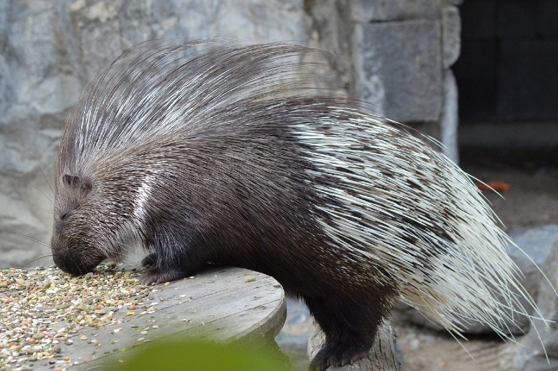 porcupine leaning on table