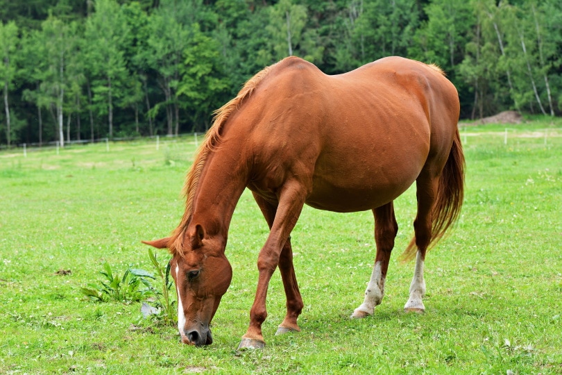 pregnant horse_Marie Charouzova_Shutterstock