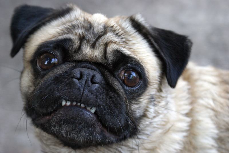 pug shows her teeth for the camera