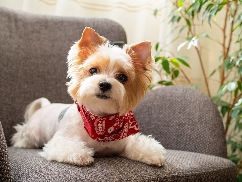 Nicole Yorkie Slippers - Red Nicole Yorkie Slippers - Red