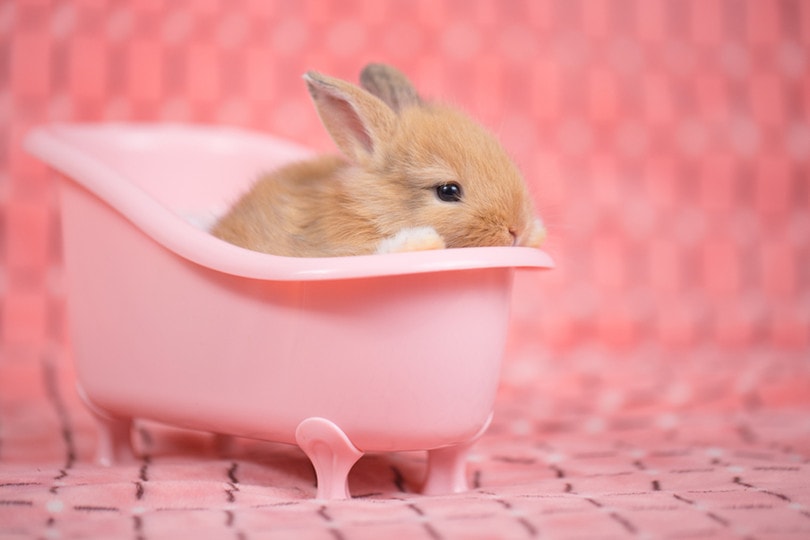 How to Bathe Your Rabbit 4 Safe & Easy Ways (With Pictures) PangoVet