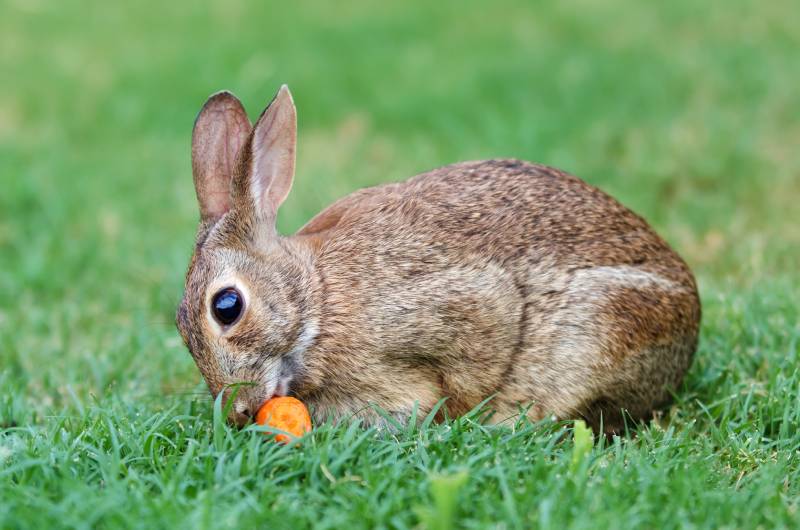 rabbit eating carrot in the garden