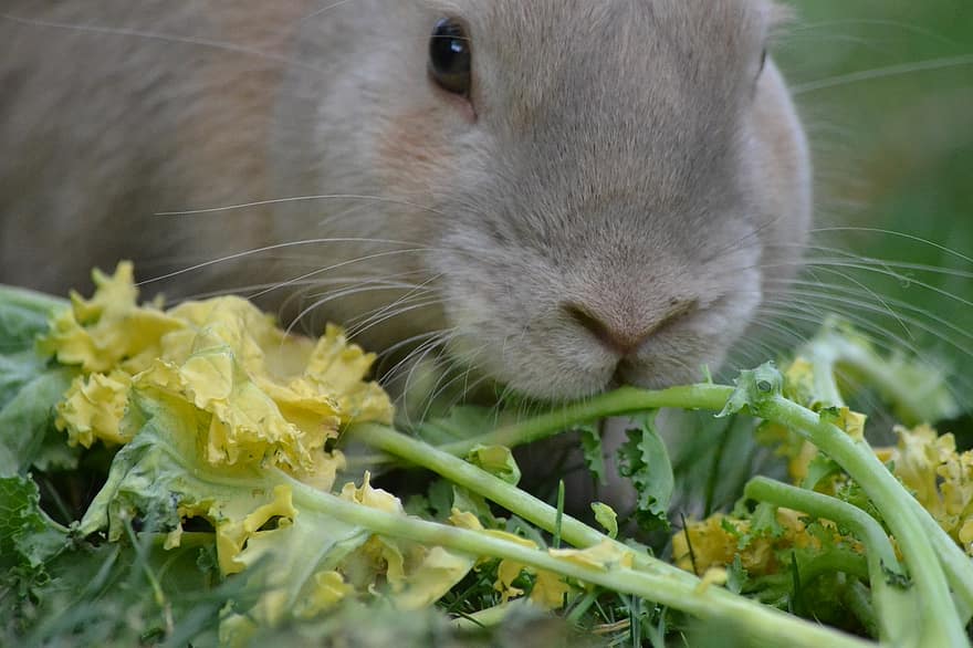 Are Rabbits Omnivores? Diet & Health Facts PangoVet