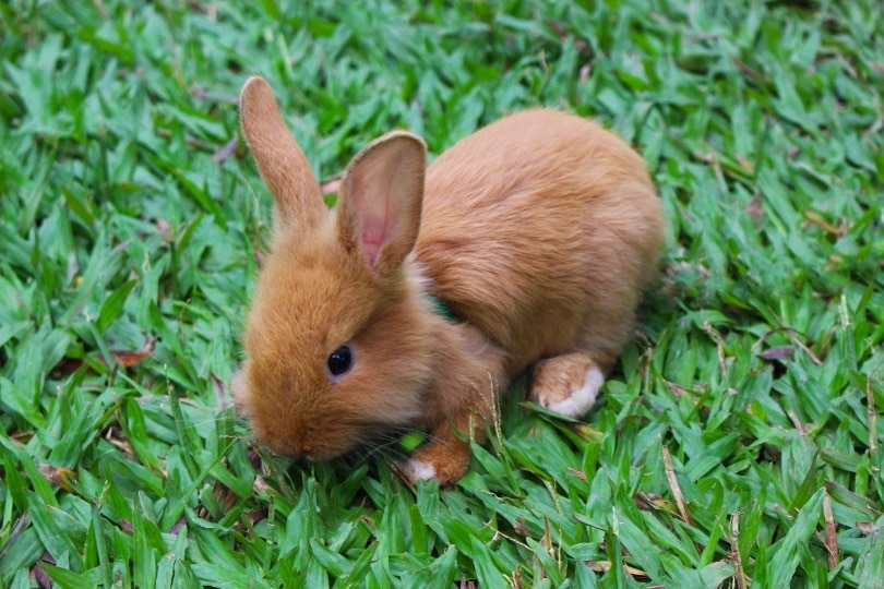 rabbit in grass_ Dean Moriarty_Pixabay