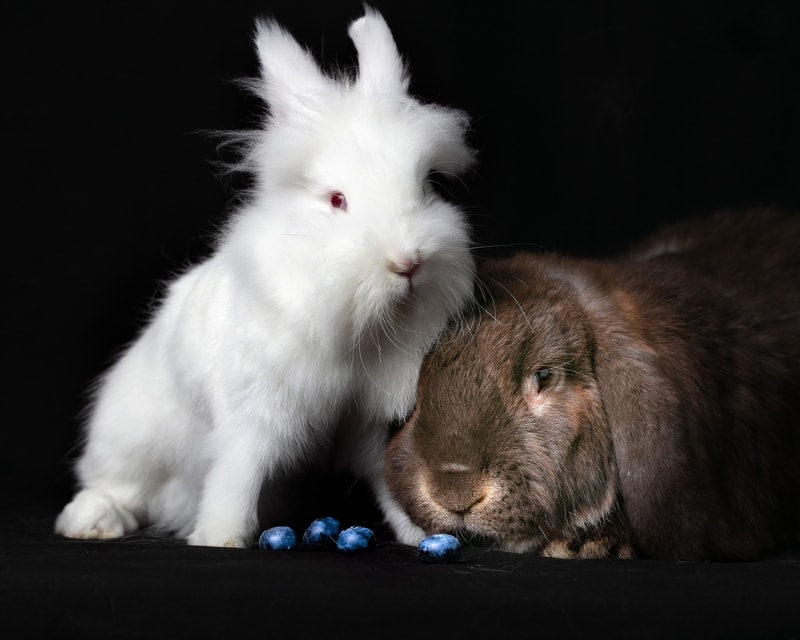 rabbits eating blueberries