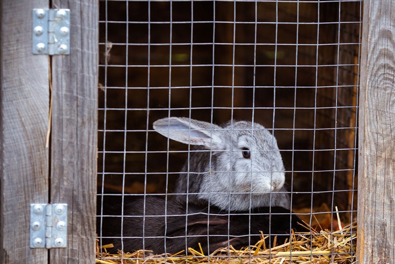 rabbits in the hutch