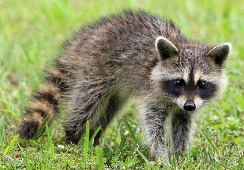 Do Raccoons Attack and Eat Dogs Facts FAQ PangoVet