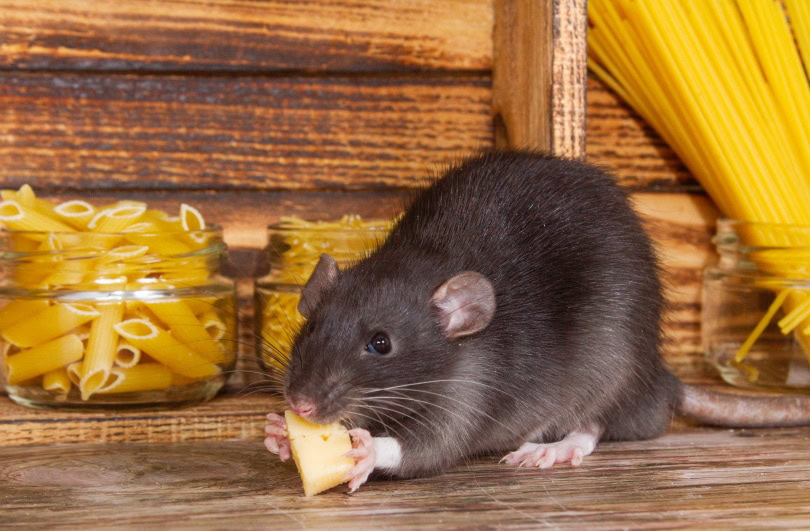 Can Rats Eat Popcorn? What You Need to Know PangoVet