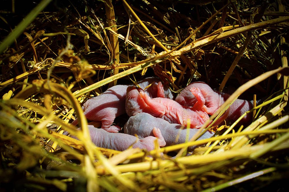 How Many Babies Do Rats Have in a Litter? What You Need to Know! PangoVet