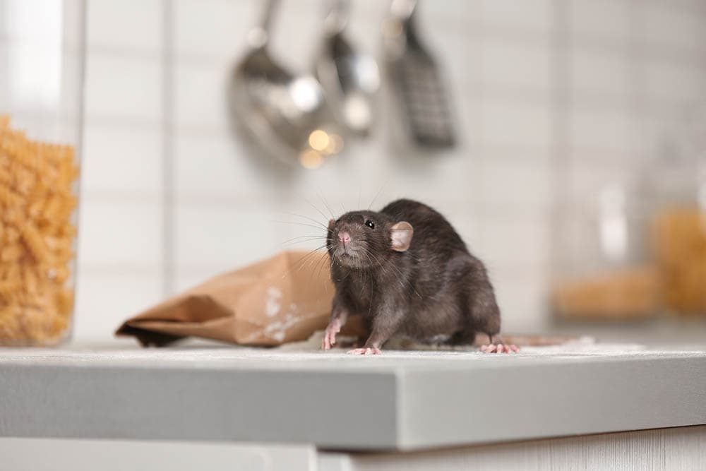 Rat on kitchen counter