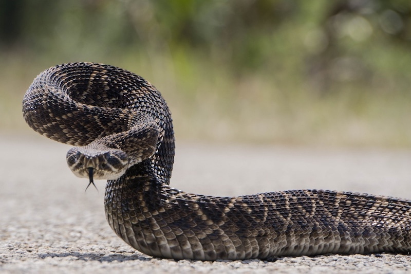 rattlesnake with tongue out