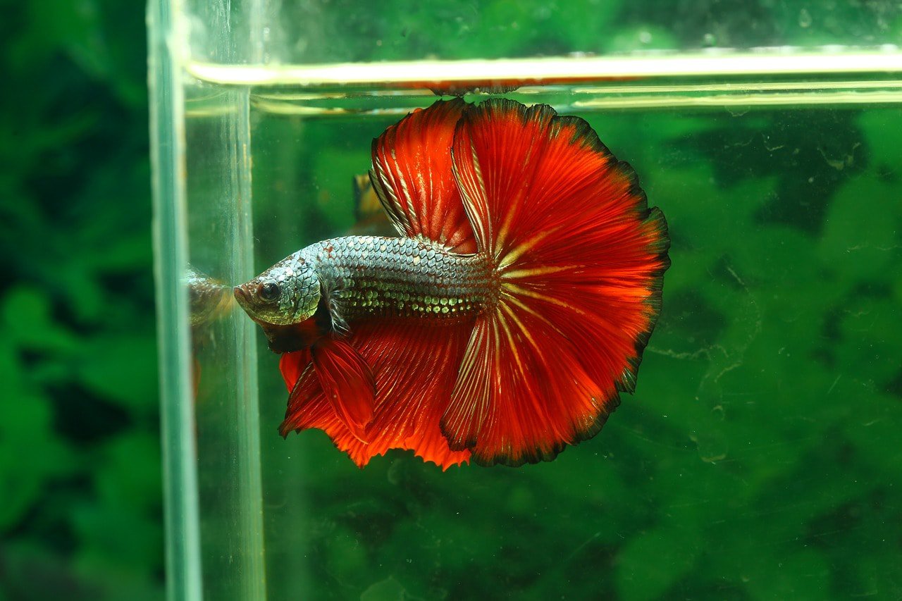 How Often Should I Change Betta Fish Water? Vet Approved Facts 