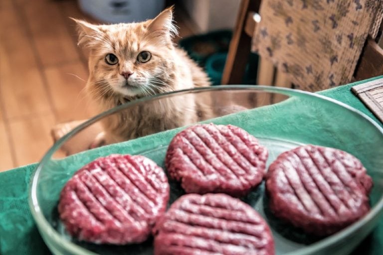 red-cat-is-waiting-for-the-meat-cutlets-burger_Vova-Shevchuk_Shutterstock