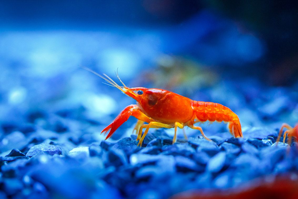 red crayfish in aquarium