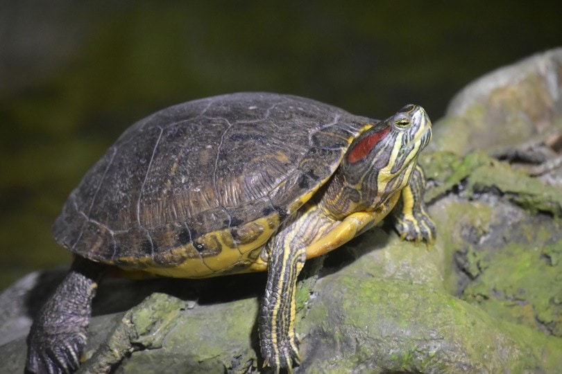 Do RedEared Slider Turtles Bite People? Temperament & Traits PangoVet