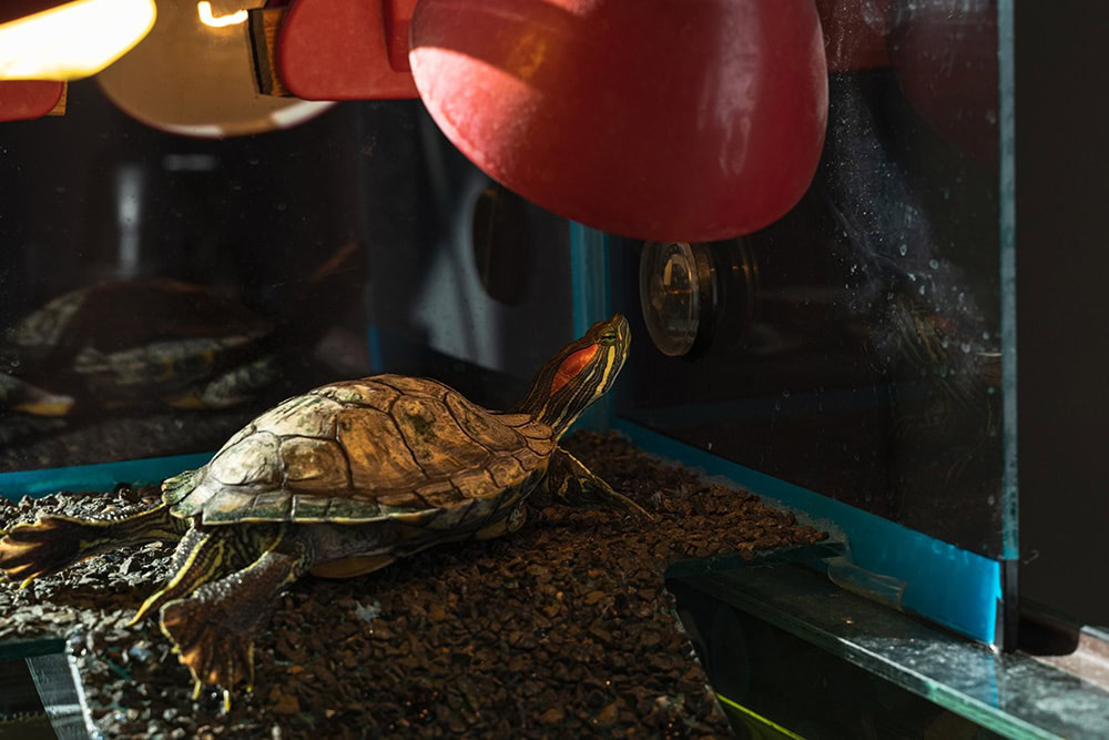 Do Turtles Need a Heat Lamp at Night? Vet-Approved Lighting Guide 