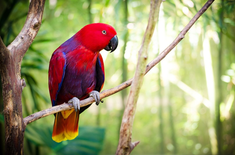 red eclectus parrot