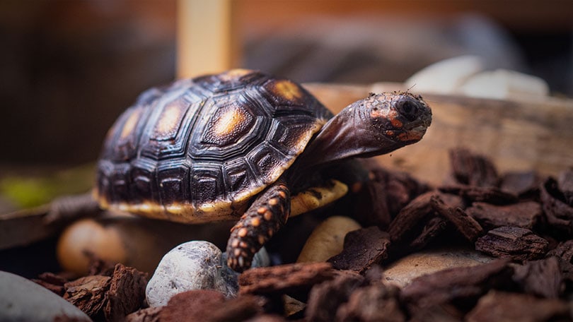 red-footed tortoise species in the enclosure
