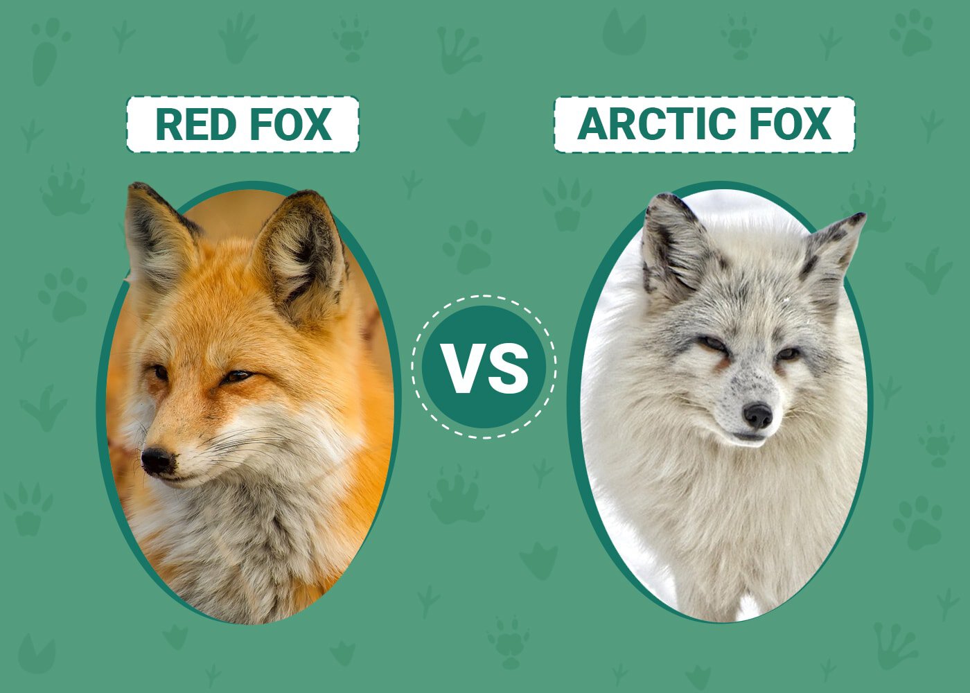 Red Fox vs Arctic Fox: Key Differences & Similarities | PangoVet