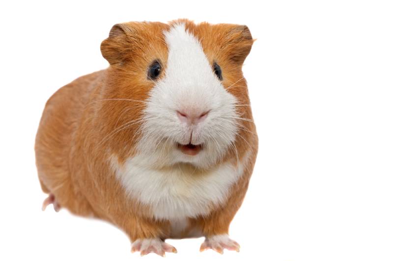 Can Guinea Pigs Eat Tangerines? VetReviewed Facts & FAQ PangoVet