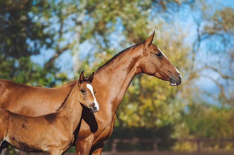 red horse mare and foal outdoors