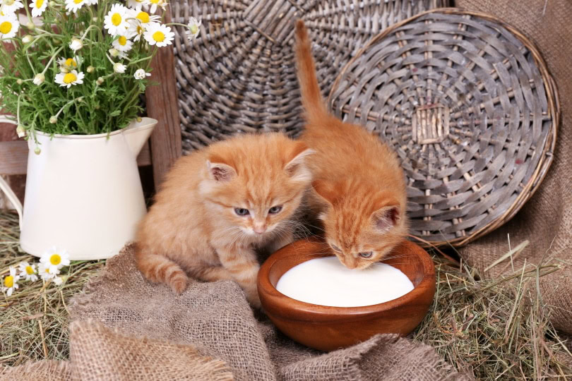 Can Kittens Drink Milk Vet Verified Nutrition Facts Considerations PangoVet