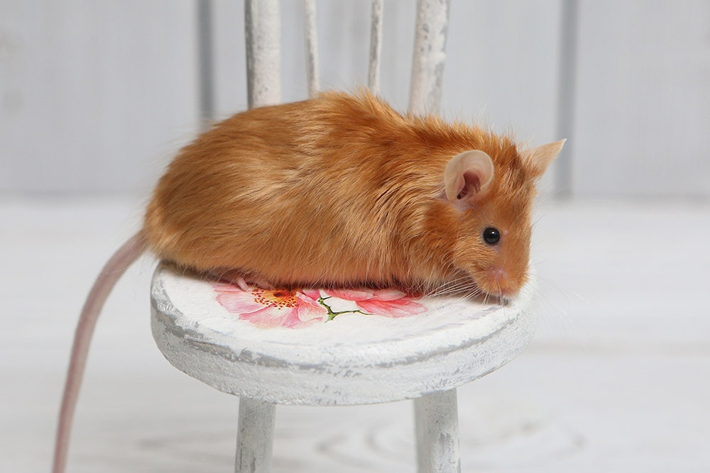 16 Types of Pet Rats: Breeds, Colors & Patterns (With Info & Pictures ...