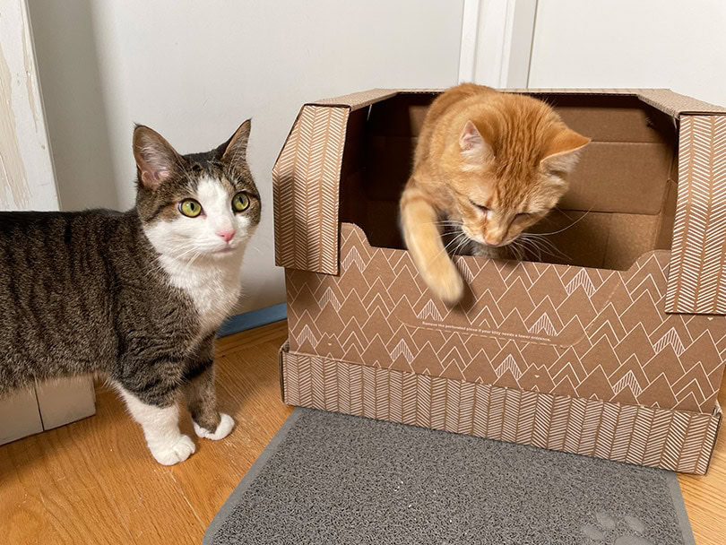 Kitty Poo Club Litter Review 2024 Our Expert's Opinion PangoVet