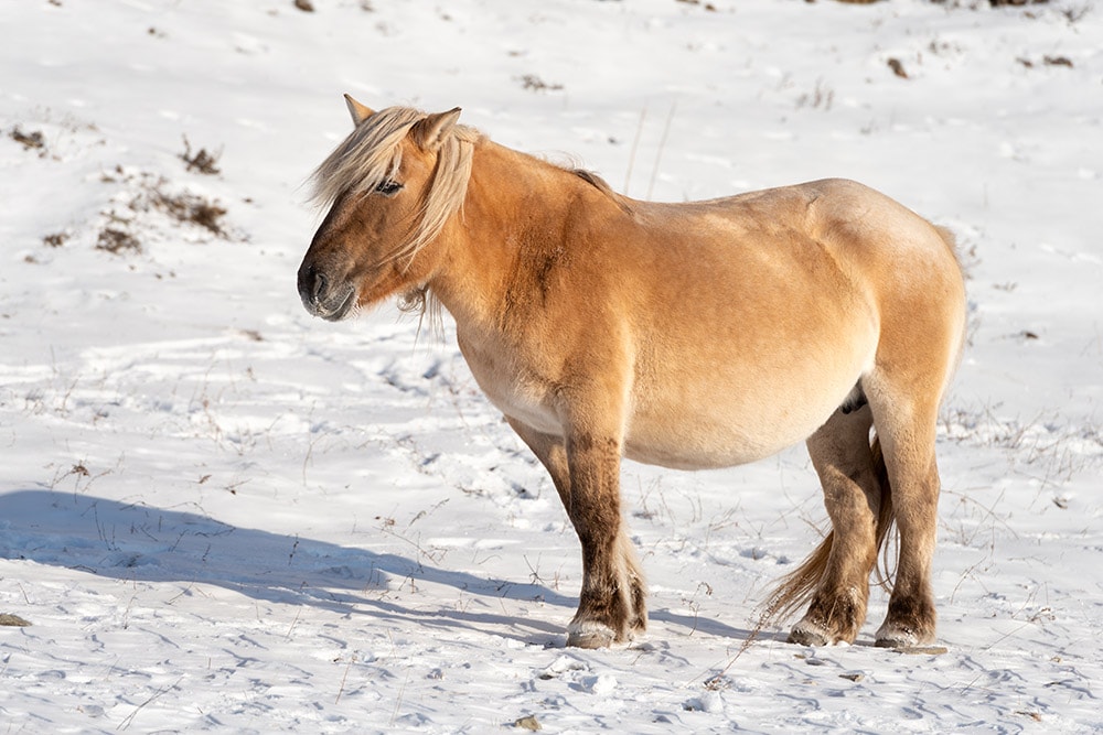 Red yakut horse in the snow