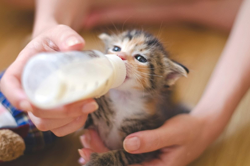 Kitten drinking from bottle hotsell