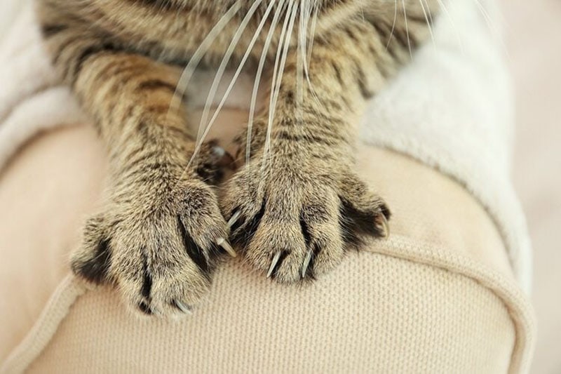 Laser Declawing Your Cat Our Vet Explains Why We Advise Against It