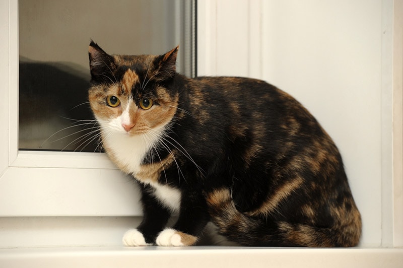reverse calico cat sitting on window sill