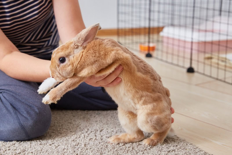 Pet stores that take rabbits best sale