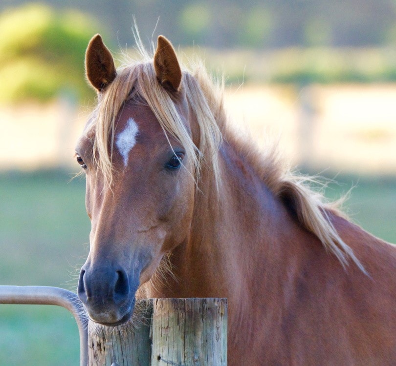 7 Australian Horse Breeds (With Info & Pictures) PangoVet
