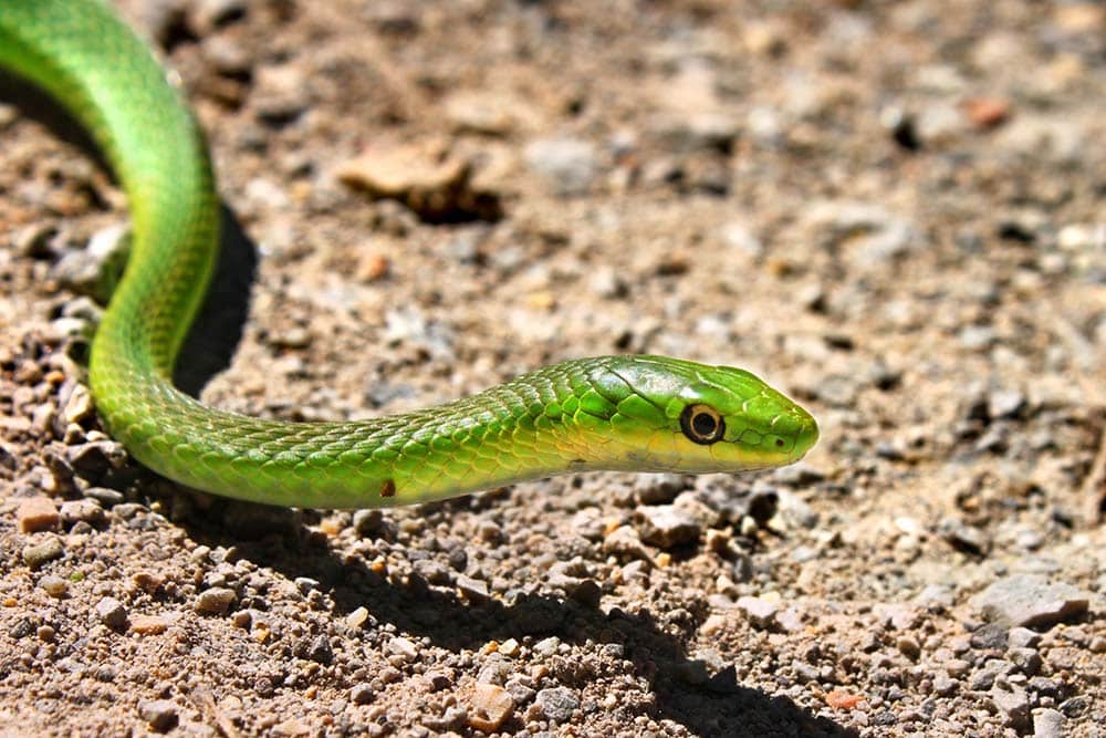 9 Snakes That Don't Eat Mice & Other Rodents (With Pictures) PangoVet
