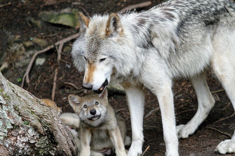 wolf with wolf pup