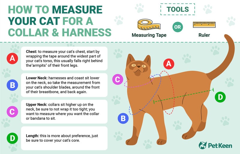 How to Measure for a Cat Harness 3 Helpful Tips & Tricks PangoVet