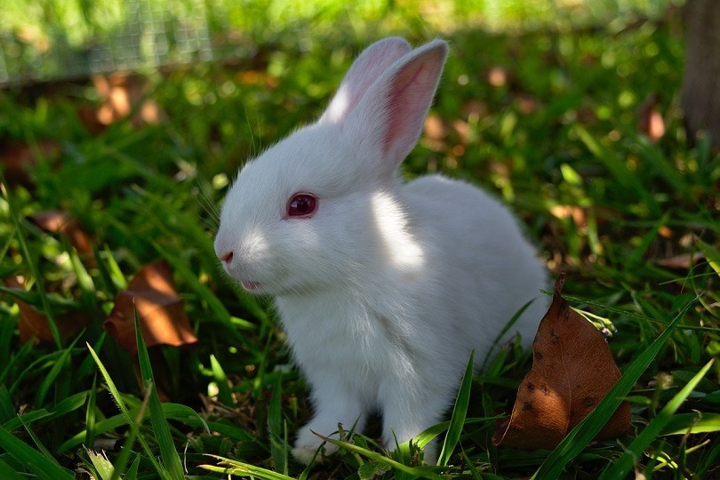 ruby red eyes rabbit-pixabay