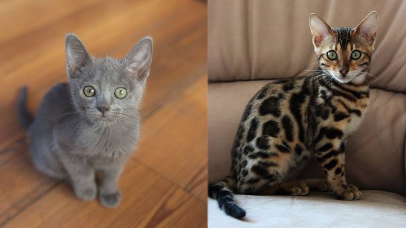 Russian Blue Bengal Cat Mix: Pictures, Info, Temperament & Traits ...