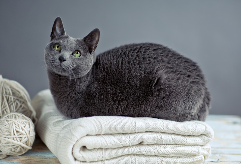 russian blue cat lying on a sweater