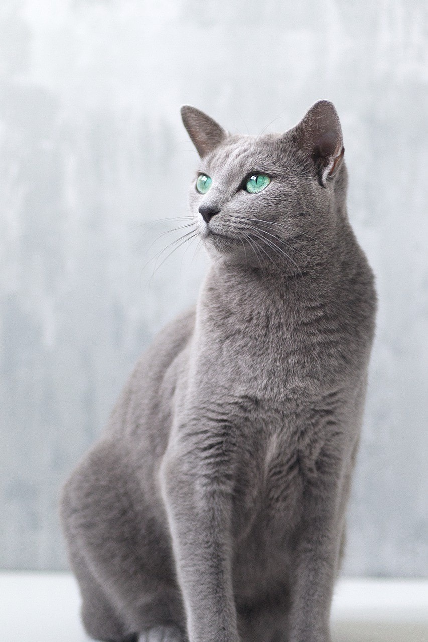 russian blue cat sitting