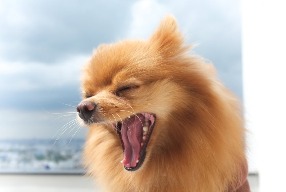 sable pomeranian dog coughing or yawning close up