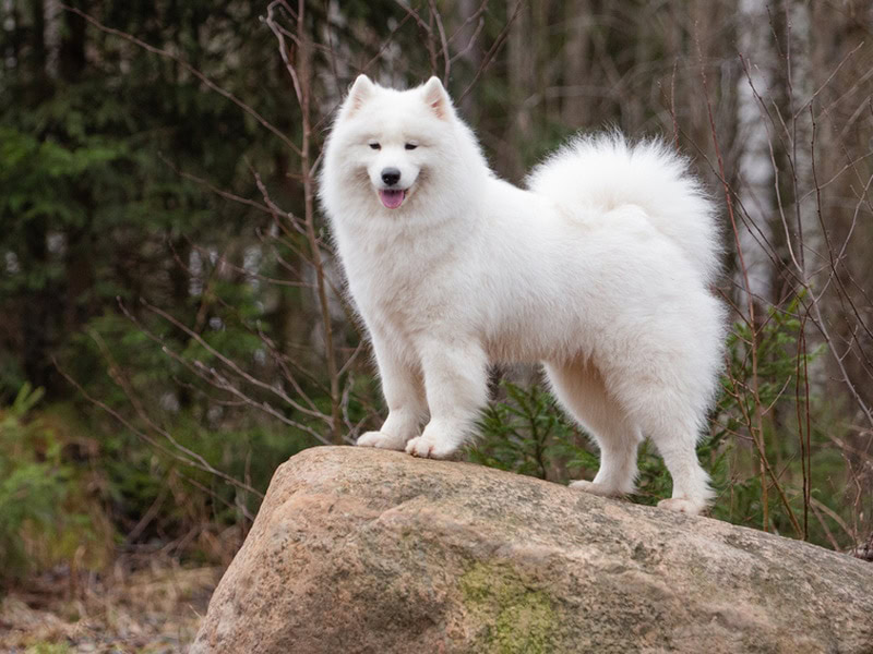 How Long Does a Samoyed Live Vet Verified Facts FAQ PangoVet